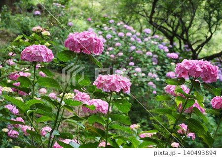 梅雨の晴れ間に咲く満開の紫陽花 筑波山梅林の風景 梅雨の晴れ間に咲く満開の紫陽花 筑波山梅林の風景 140493894