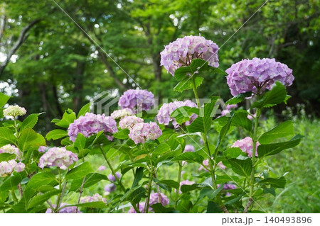 梅雨の晴れ間に咲く満開の紫陽花　筑波山梅林の風景 140493896