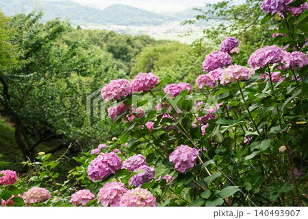 梅雨の晴れ間に咲く満開の紫陽花 筑波山梅林の風景 梅雨の晴れ間に咲く満開の紫陽花 筑波山梅林の風景 140493907