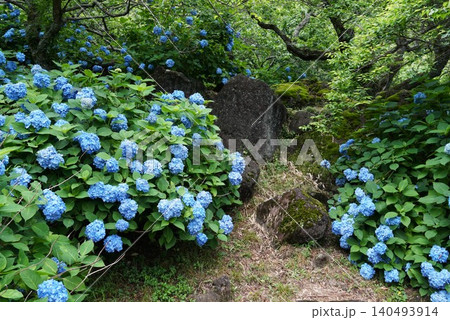 梅雨の晴れ間に咲く満開の紫陽花 筑波山梅林の風景 梅雨の晴れ間に咲く満開の紫陽花 筑波山梅林の風景 140493914