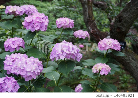 梅雨の晴れ間に咲く満開の紫陽花 筑波山梅林の風景 梅雨の晴れ間に咲く満開の紫陽花 筑波山梅林の風景 140493921