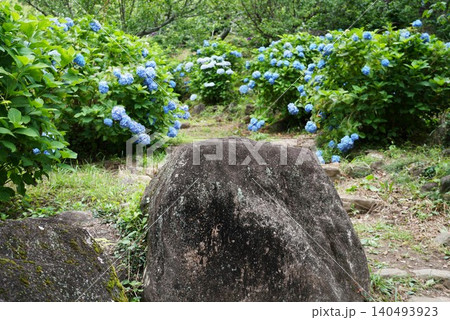 梅雨の晴れ間に咲く満開の紫陽花 筑波山梅林の風景 梅雨の晴れ間に咲く満開の紫陽花 筑波山梅林の風景 140493923