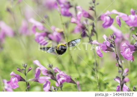 初夏の光を浴びてピンクの花で蜜を集めるクマバチ 初夏の光を浴びてピンクの花で蜜を集めるクマバチ 140493927