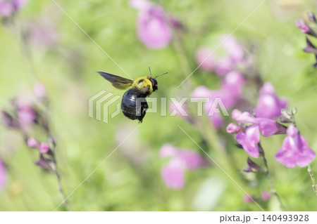 初夏の光を浴びてピンクの花で蜜を集めるクマバチ 140493928