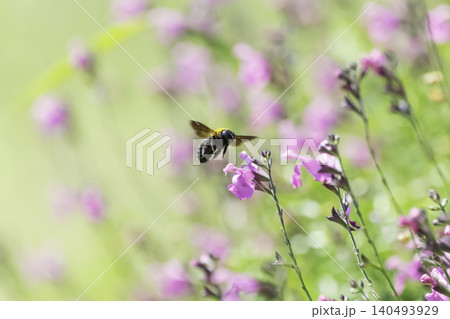 初夏の光を浴びてピンクの花で蜜を集めるクマバチ 初夏の光を浴びてピンクの花で蜜を集めるクマバチ 140493929