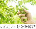 梅の収穫作業 140494017