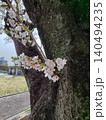 木の幹近くに咲く桜 140494235