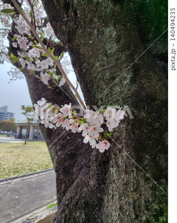 木の幹近くに咲く桜 木の幹近くに咲く桜 140494235