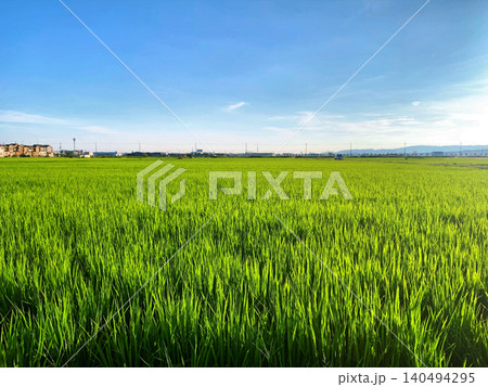 青空の下で緑に育つ田んぼと美しい日本の田園風景 青空の下で緑に育つ田んぼと美しい日本の田園風景 140494295