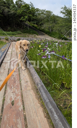 花菖蒲園を散歩する枝をくわえたゴールデンレトリバー 140494337