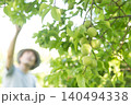 梅を収穫する農家 140494338
