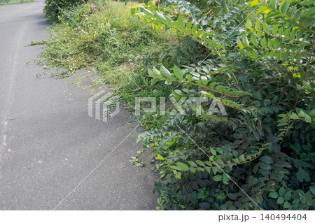 道路にはみ出した草木 道路にはみ出した草木 140494404