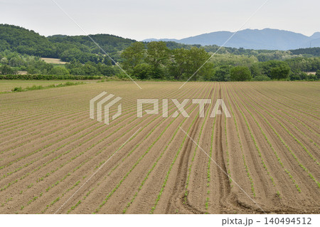 初夏の北海道厚沢部町で芽を出してきた大豆畑の風景を撮影 初夏の北海道厚沢部町で芽を出してきた大豆畑の風景を撮影 140494512