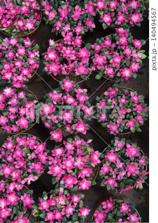 Echeveria macdougallii succulent leaf plant on pot Echeveria macdougallii succulent leaf plant on pot 140494567