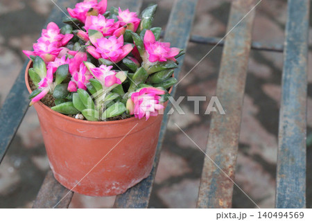 Echeveria macdougallii succulent leaf plant on pot Echeveria macdougallii succulent leaf plant on pot 140494569
