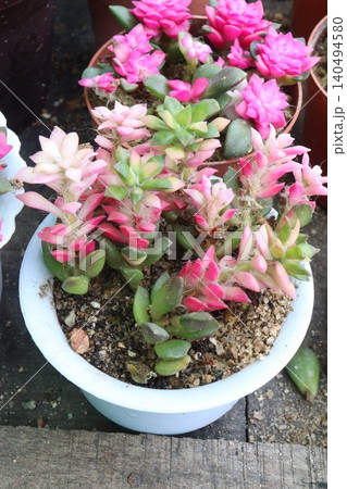 Echeveria macdougallii succulent leaf plant on pot Echeveria macdougallii succulent leaf plant on pot 140494580