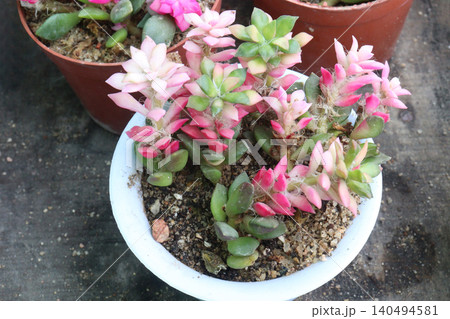 Echeveria macdougallii succulent leaf plant on pot Echeveria macdougallii succulent leaf plant on pot 140494581