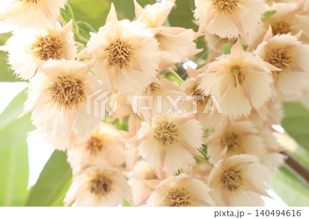 Elaeocarpus hainanensis flower plant on farm Elaeocarpus hainanensis flower plant on farm 140494616