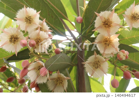 Elaeocarpus hainanensis flower plant on farm Elaeocarpus hainanensis flower plant on farm 140494617