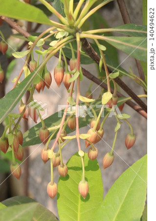 Elaeocarpus hainanensis flower plant on farm Elaeocarpus hainanensis flower plant on farm 140494622