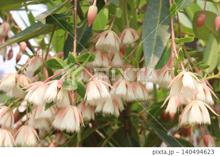 Elaeocarpus hainanensis flower plant on farm Elaeocarpus hainanensis flower plant on farm 140494623
