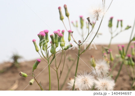 Emilia sonchifolia flower plant on jungle Emilia sonchifolia flower plant on jungle 140494697
