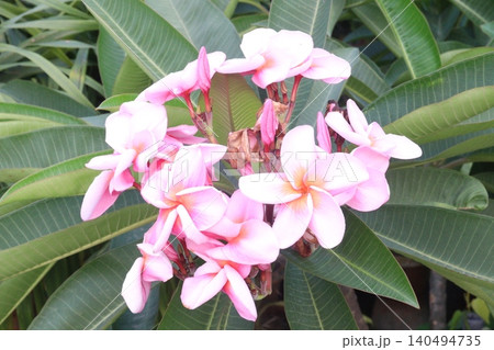 frangipani flower plant on farm frangipani flower plant on farm 140494735