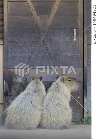 カピバラの後ろ姿(動物園) カピバラの後ろ姿(動物園) 140494821