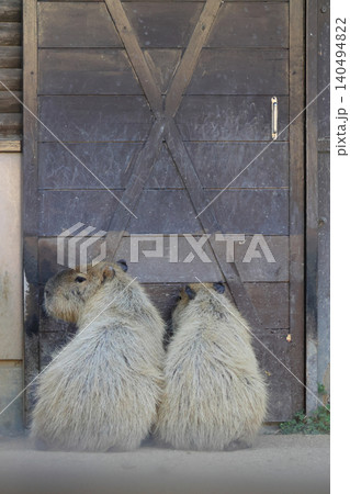 カピバラの後ろ姿(動物園) カピバラの後ろ姿(動物園) 140494822