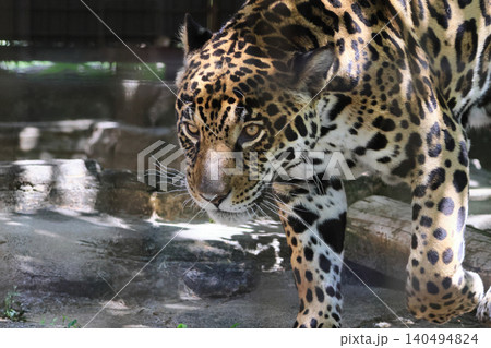 ジャガー(動物園) ジャガー(動物園) 140494824