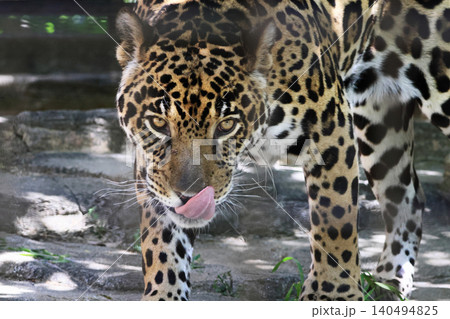 ジャガー(動物園) ジャガー(動物園) 140494825