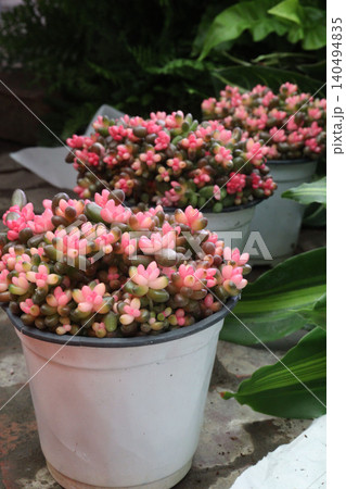 Sedum rubrotinctum, jelly bean plant, pork, beans plant Sedum rubrotinctum, jelly bean plant, pork, beans plant 140494835