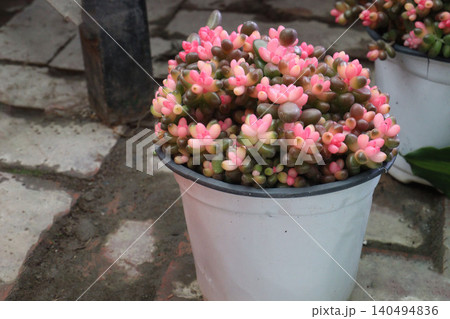 Sedum rubrotinctum, jelly bean plant, pork, beans plant Sedum rubrotinctum, jelly bean plant, pork, beans plant 140494836