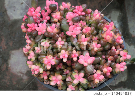 Sedum rubrotinctum, jelly bean plant, pork, beans plant Sedum rubrotinctum, jelly bean plant, pork, beans plant 140494837