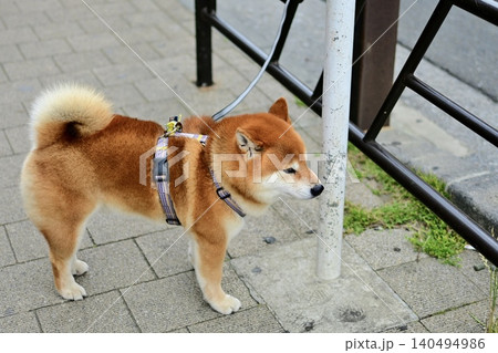 散歩中に街角で待つ可愛い柴犬 日本犬と日常風景 散歩中に街角で待つ可愛い柴犬 日本犬と日常風景 140494986