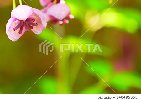 新緑の中で咲くアケビの花と玉ボケ 140495055