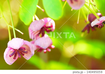 やわらかな春光とアケビの花 140495059