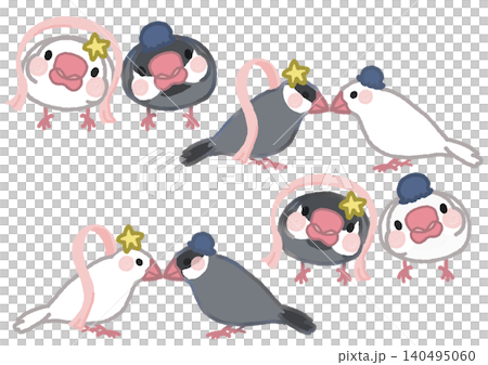七夕の白文鳥と桜文鳥のセットイラスト 七夕の白文鳥と桜文鳥のセットイラスト 140495060