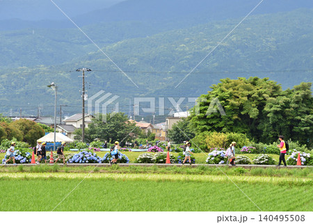 紫陽花の咲く道を歩く小学生たち 紫陽花の咲く道を歩く小学生たち 140495508