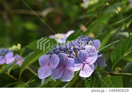 淡い紫が広がるアジサイの花 140495629