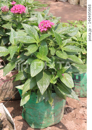 pentas lanceolata flower plant on nursery pentas lanceolata flower plant on nursery 140495668