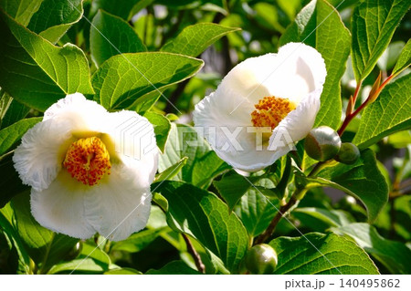 夏に咲く白い夏椿の花 夏に咲く白い夏椿の花 140495862