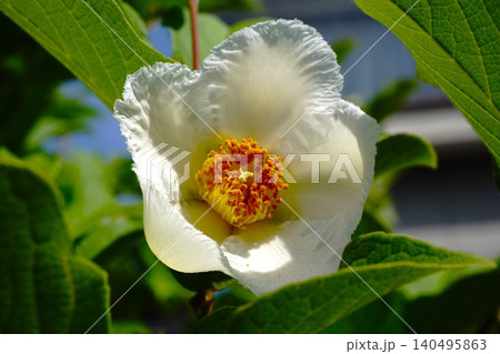 夏に咲く白い夏椿の花 夏に咲く白い夏椿の花 140495863