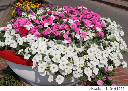Petunia axillaris flower plant on pot in nursery Petunia axillaris flower plant on pot in nursery 140495951
