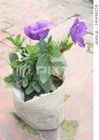 prairie gentian, Eustoma, commonly known as lisianthus flower plant 140496159