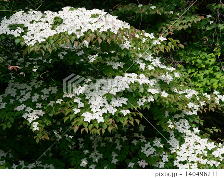 山地の水辺に咲くミズキ科ヤマボウシの花 140496211