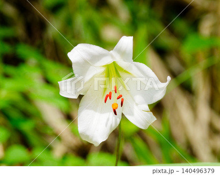 日本特産種ユリ科ササユリの開花 日本特産種ユリ科ササユリの開花 140496379