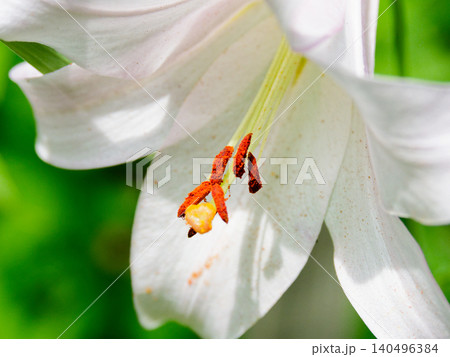 日本特産種ユリ科ササユリの開花 日本特産種ユリ科ササユリの開花 140496384