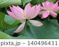 古代ハス(大賀ハス)2輪 古代ハス(大賀ハス)2輪 140496431