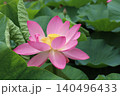 古代ハス(大賀ハス)満開 古代ハス(大賀ハス)満開 140496433